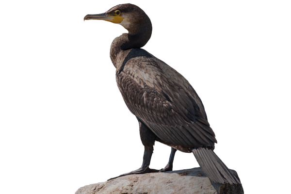 cormorant