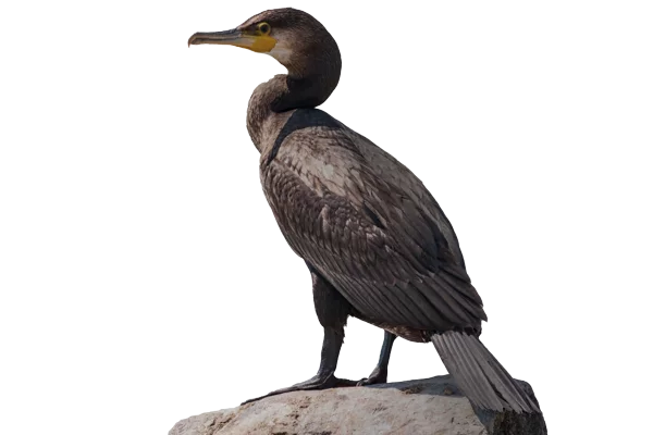cormorant